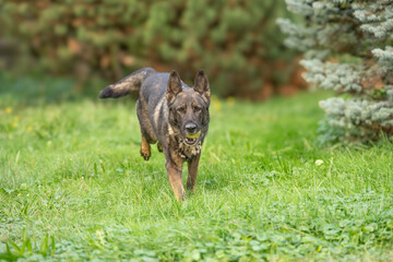 German Shepherd is a German dog breed, one of the most widely used in the world and also the most widely used service breed