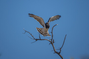 black-breasted eagle(Circaetus pectoralis). Peru.