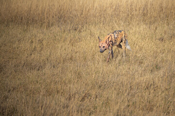 African wild dog, Lycaon pictus, walking in the water. Hunting painted dog with big ears, beautiful wild animal in habitat. Wildlife nature, Moremi, Okavanago delta, Botswana, Africa