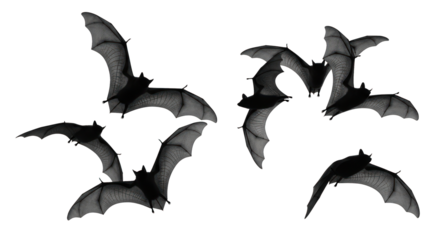 Bats Several dark bats in flight, their wings outstretched against a black background