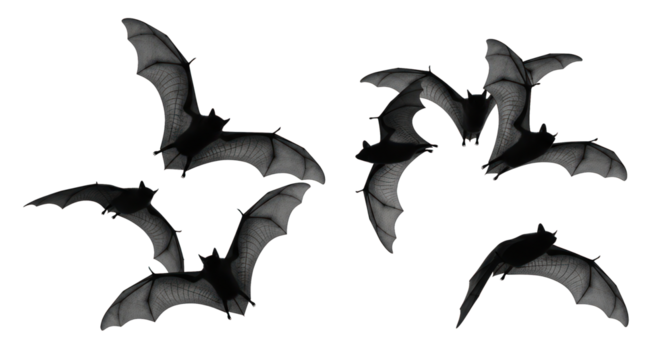 Bats Several dark bats in flight, their wings outstretched against a black background