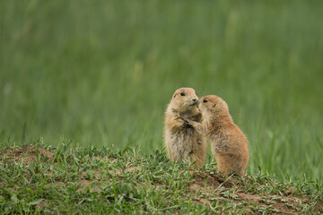 Black-tailed Prairie Dog taken in North Dakota