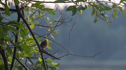 a small robin bird sits on a tree branch