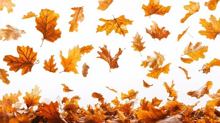 Golden autumn leaves falling and piling up on white background