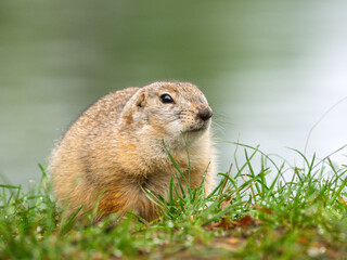 Portrait of prairie dog on grassy lawn. Close-up