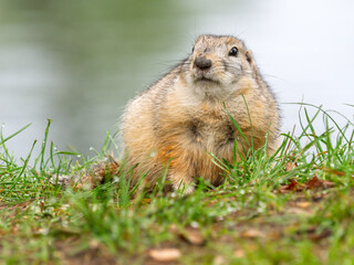 Portrait of prairie dog on grassy lawn. Close-up