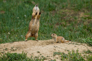 Fototapeta premium Black-tailed Prairie Dog adult calling at mound
