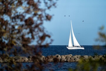 Sailboat on Blue Sea with Birds