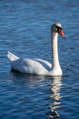 Graceful Swan on a Serene Lake