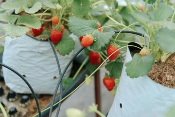hydropoinc a couple of strawberries growing in a pot