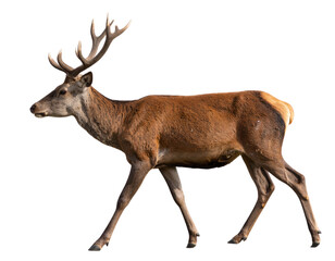 Graceful Deer in Side Profile Walking Pose, High-Resolution PNG