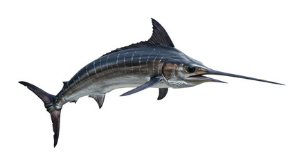 Swordfish swimming gracefully in open ocean marine life high-definition underwater environment dynamic viewpoint. Cut out png