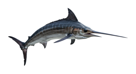 Swordfish swimming gracefully in open ocean marine life high-definition underwater environment dynamic viewpoint. Cut out png