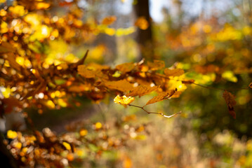 Herbst