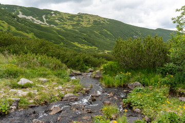 Mountain stream flowing through rocky terrain with yellow wildflowers and lush green vegetation...