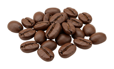 Coffee bean harvesting event farm food natural lighting freshness concept. Cut out png