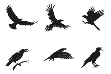 Obraz premium collection of birds