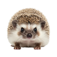 Obraz premium Cute, spiky hedgehog portrait facing camera, isolated on black background