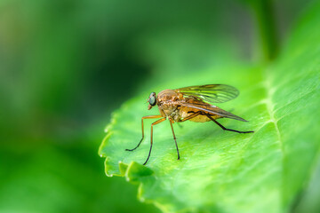 Macro of a robber fly