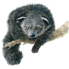 Binturong, watercolor painting, vector illustration, isolated on a white background.