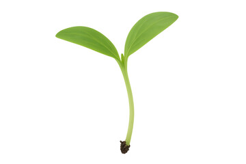 Small green sprout growing on transparent background