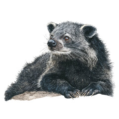 Binturong, watercolor painting, vector illustration, isolated on a white background.
