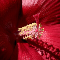 Vibrant red hibiscus flower captures nature's enchanting beauty