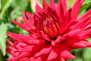 Bright red flower blooming abundantly in the vibrant summer garden