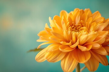 Single orange chrysanthemum flower bloom