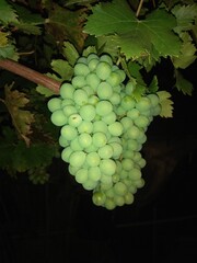 bunch of grapes