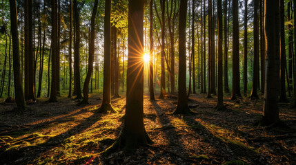 Serene forest scene with sunlight filtering through tall trees, casting long shadows on forest floor. warm glow of sun creates peaceful atmosphere, inviting tranquility and reflection