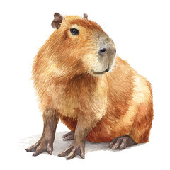 Capybara, watercolor painting, vector illustration, isolated on a white background.