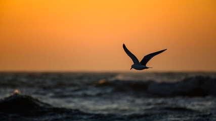 Sonnenuntergang mit Möwe