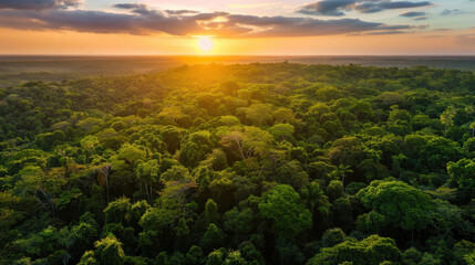 Aerial view of lush green forest canopy stretching under vibrant sunset, showcasing beauty of nature and tranquility. scene evokes sense of peace and wonder