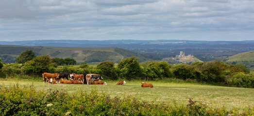 cows in meadow near corfe castle in south dorset