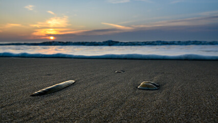 Muscheln am Strand