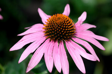 Obraz premium Vibrant pink flower blooms under sunny garden light