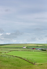 Obraz premium farm and cows in patchwork landscape near exmoor