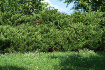 Lush greenery thrives under the warm sun in a vibrant park setting