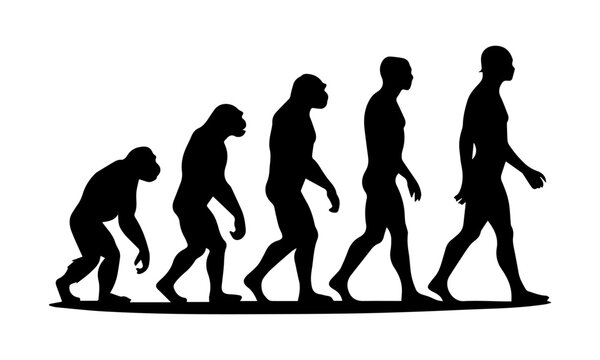 human evolution illustration