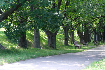 Peaceful park path with trees, a serene city escape