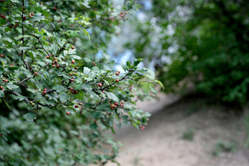 Budding hawthorn branches along a secluded forest path in springtime