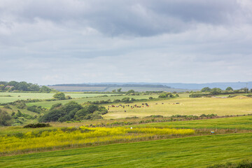 Obraz premium cows in meadow near corfe in south dorset
