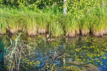 Marsh Pond with Reed Grass. Calm Freshwater Habitat with Green Rushes in Water. Natural Wetland Landscape