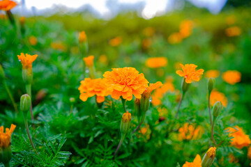 鮮やかなマリーゴールドの花畑