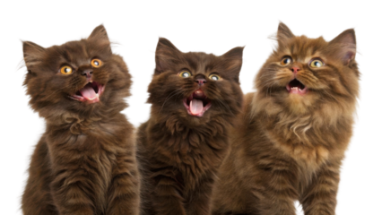 Three fluffy brown Persian cats with expressive faces and open mouths showing playful and curious emotions in close up portrait