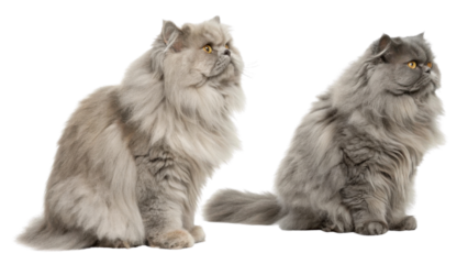 Persian cat with long fluffy fur sitting side by side showing soft coat and bright eyes in calm and elegant pose