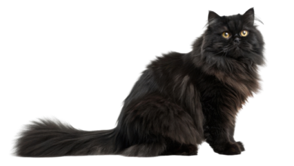 Black Persian cat with long fluffy fur and bright yellow eyes sitting calmly with soft and elegant appearance