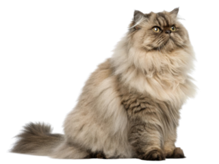 Persian cat with long fluffy fur and expressive eyes sitting calmly showing its luxurious coat and gentle nature