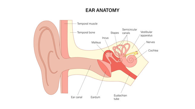 Human ear exam